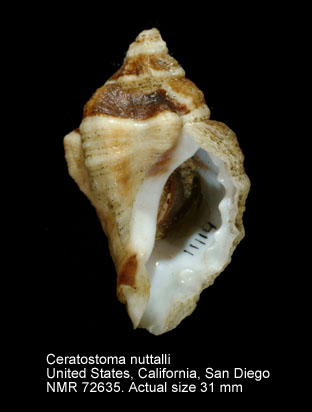Ceratostoma nuttalli.jpg - Ceratostoma nuttalliConrad,1837